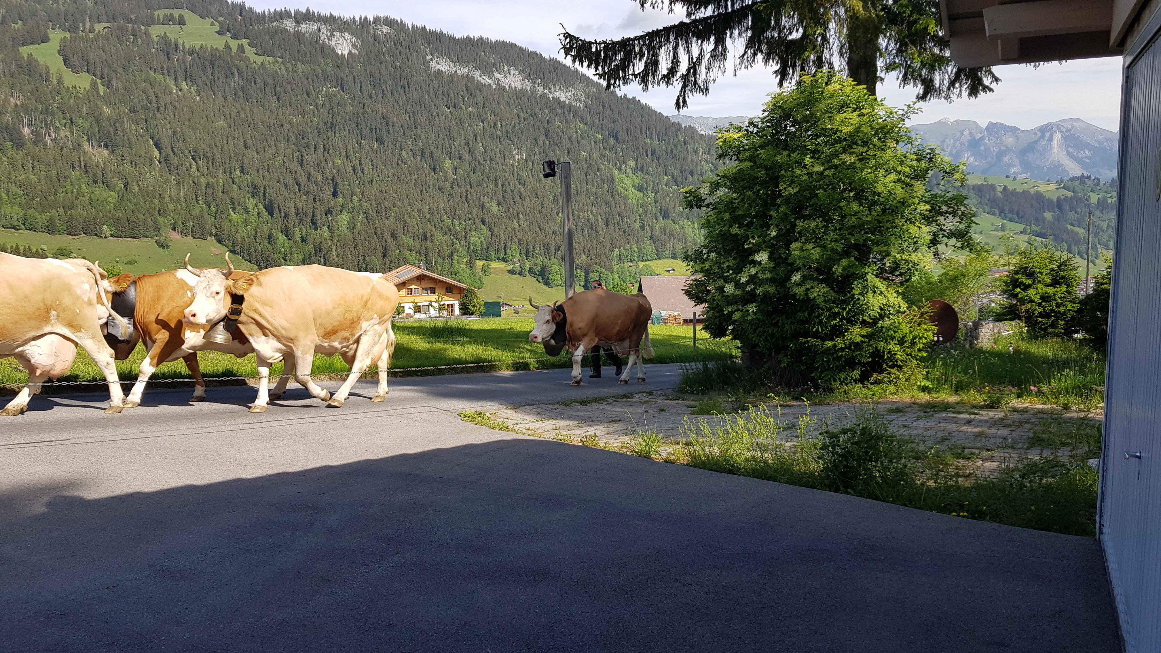 Pool und Umgebung Chalet Drachenstein in Zweisimmen
